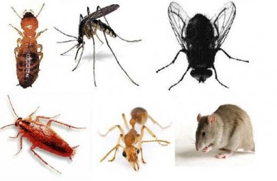 Kiểm soát côn trùng và động vật gây hại trong nhà máy thực phẩm